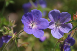 Geranium 'Brookside' bestellen